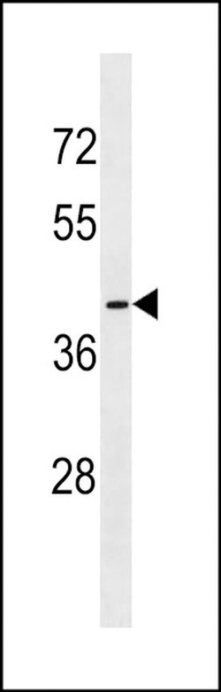 OR56B1 Rabbit anti-Human, Polyclonal, Invitrogen 400 &mu;L; Unconjugated:Antibodies,
