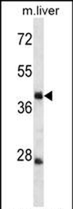 TRIM44 Rabbit anti-Human, Mouse, Polyclonal, Invitrogen 400 &mu;L; Unconjugated:Antibodies,