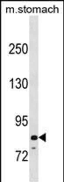 Invitrogen PADI6 Polyclonal Antibody 400 &mu;L; Unconjugated:Antibodies,