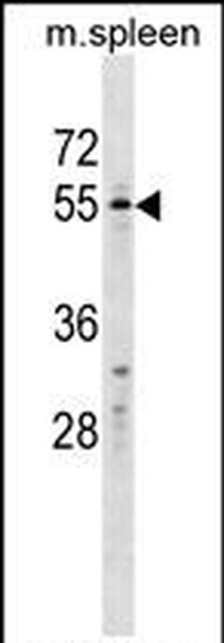 GASP1 Rabbit anti-Human, Mouse, Polyclonal, Invitrogen 400 &mu;L; Unconjugated:Antibodies,