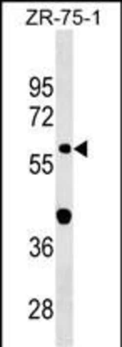 Invitrogen GDPD2 Polyclonal Antibody 400 &mu;L; Unconjugated:Antibodies,