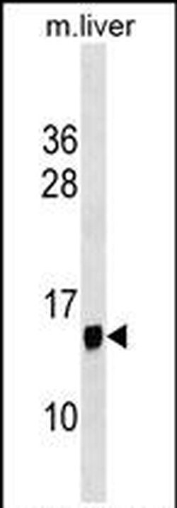 PPP1R1C Rabbit anti-Mouse, Polyclonal, Invitrogen 400 &mu;L; Unconjugated:Antibodies,