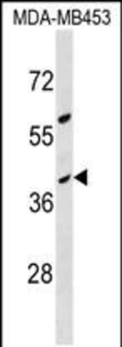 Invitrogen OR10G8 Polyclonal Antibody 400 &mu;L | Buy Online | Invitrogen&trade; | Fisher Scientific