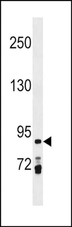 PRICKLE1 Rabbit anti-Human, Polyclonal, Invitrogen 400 &mu;L; Unconjugated:Antibodies,