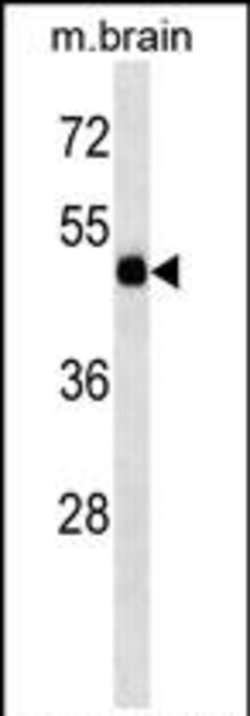 TBC1D10A Rabbit anti-Human, Mouse, Polyclonal, Invitrogen 400 &mu;L; Unconjugated:Antibodies,