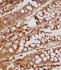 Invitrogen GATSL2 Polyclonal Antibody 400 &mu;L; Unconjugated:Antibodies,