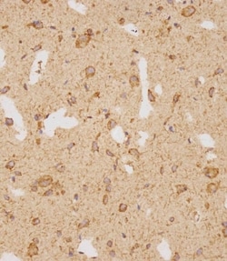 Invitrogen GATSL2 Polyclonal Antibody 400 &mu;L; Unconjugated:Antibodies,