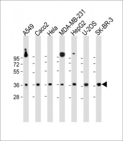 Invitrogen GATSL2 Polyclonal Antibody 400 &mu;L; Unconjugated:Antibodies,