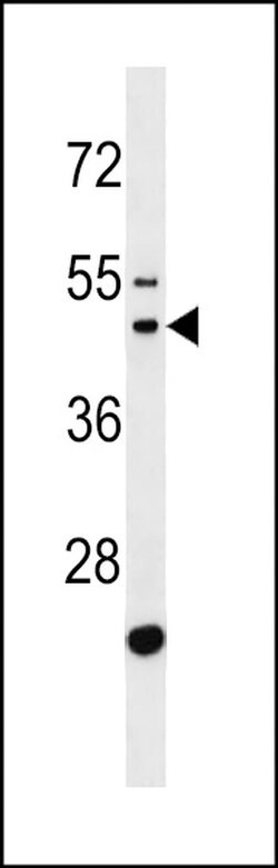 GATSL2 Polyclonal Antibody, Invitrogen 400 &mu;L; Unconjugated:Antibodies,