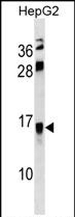 RELM beta Rabbit anti-Human, Polyclonal, Invitrogen 400 &mu;L; Unconjugated:Antibodies,