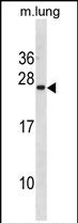 ISCU Rabbit anti-Human, Mouse, Polyclonal, Invitrogen 400 &mu;L; Unconjugated:Antibodies,