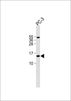 Invitrogen FUNDC2 Polyclonal Antibody 400 &mu;L; Unconjugated:Antibodies,