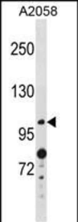 Invitrogen ANO4 Polyclonal Antibody 400 &mu;L; Unconjugated:Antibodies,