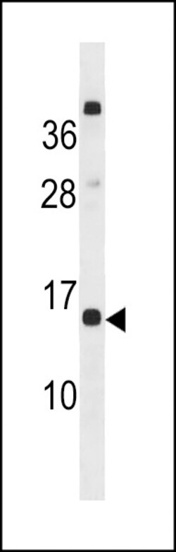 Invitrogen CLEC19A Polyclonal Antibody 400 &mu;L; Unconjugated:Antibodies,