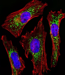 Invitrogen Cytochrome C1 Polyclonal Antibody 400 &mu;L; Unconjugated:Antibodies,