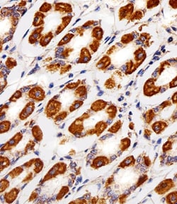 Invitrogen Cytochrome C1 Polyclonal Antibody 400 &mu;L; Unconjugated:Antibodies,