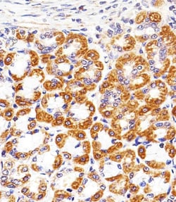 Invitrogen Cytochrome C1 Polyclonal Antibody 400 &mu;L; Unconjugated:Antibodies,