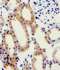 Invitrogen alpha-1D Adrenoceptor Polyclonal Antibody 400 &mu;L; Unconjugated:Antibodies,
