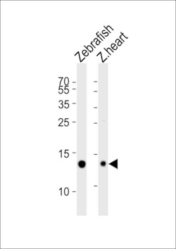 Invitrogen FABP10A Polyclonal Antibody 400 &mu;L; Unconjugated:Antibodies,
