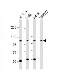 PRP6 Rabbit anti-Human, Mouse, Polyclonal, Invitrogen 400 &mu;L; Unconjugated:Antibodies,