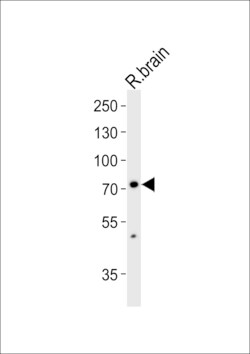 Invitrogen SV2C Polyclonal Antibody 400 &mu;L; Unconjugated:Antibodies,