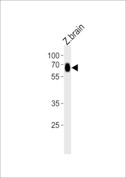 Invitrogen SLC17A6A Polyclonal Antibody 400 &mu;L; Unconjugated:Antibodies,
