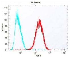SULT1A1 Rabbit anti-Human, Polyclonal, Invitrogen 400 &mu;L; Unconjugated:Antibodies,