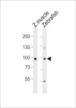 Invitrogen USP13 Polyclonal Antibody 400 &mu;L; Unconjugated:Antibodies,