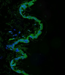 Invitrogen SRMS Polyclonal Antibody 400 &mu;L; Unconjugated:Antibodies,