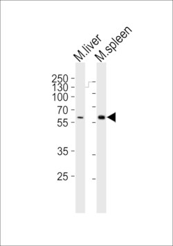 Invitrogen SRMS Polyclonal Antibody 400 &mu;L; Unconjugated:Antibodies,