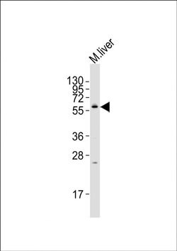 NRBP2 Rabbit anti-Human, Mouse, Polyclonal, Invitrogen 400 &mu;L; Unconjugated:Antibodies,