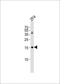 Invitrogen GABARAPL2 Polyclonal Antibody 400 &mu;L; Unconjugated:Antibodies,