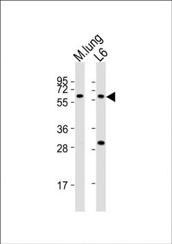 YES1 Rabbit anti-Mouse, Rat, Polyclonal, Invitrogen 400 &mu;L; Unconjugated:Antibodies,