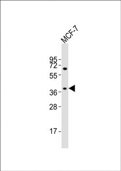 OR11H4 Rabbit anti-Human, Polyclonal, Invitrogen 80 &mu;L; Unconjugated:Antibodies,