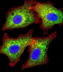 Invitrogen AKR7L Polyclonal Antibody 400 &mu;L; Unconjugated:Antibodies,