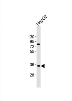 Invitrogen AKR7L Polyclonal Antibody 400 &mu;L; Unconjugated:Antibodies,