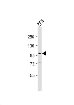 Invitrogen ATG9A Polyclonal Antibody 400 &mu;L; Unconjugated:Antibodies,