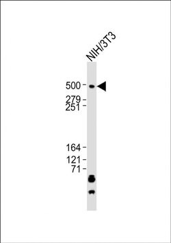 TRRAP Rabbit anti-Mouse, Polyclonal, Invitrogen 200 &mu;L; Unconjugated:Antibodies,