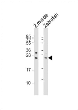 Invitrogen LIN28A Polyclonal Antibody 200 &mu;L; Unconjugated:Antibodies,