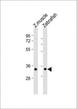 Invitrogen S1PR2 Polyclonal Antibody 200 &mu;L; Unconjugated:Antibodies,
