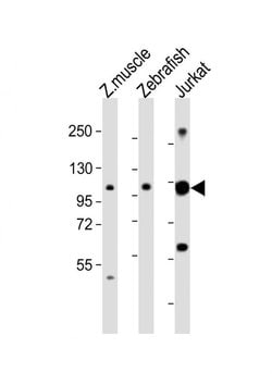 ARS2 Rabbit anti-Human, Zebrafish, Polyclonal, Invitrogen 200 &mu;L; Unconjugated:Antibodies,
