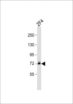 Invitrogen DLC Polyclonal Antibody 200 &mu;L; Unconjugated:Antibodies,
