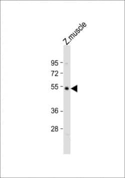 Invitrogen OPN4L Polyclonal Antibody 200 &mu;L; Unconjugated:Antibodies,