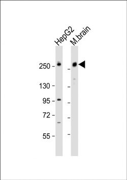 RALGAPA1 Rabbit anti-Human, Mouse, Polyclonal, Invitrogen 200 &mu;L; Unconjugated:Antibodies,