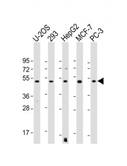 Invitrogen EEF1A1P5 Polyclonal Antibody 200 &mu;L; Unconjugated:Antibodies,
