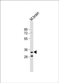 TMEM106B Rabbit anti-Mouse, Polyclonal, Invitrogen 200 μL; Unconjugated:Antibodies,