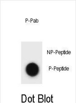 Invitrogen Phospho-Cyclin B3 (Thr257) Polyclonal Antibody 400 &mu;L; Unconjugated:Antibodies,