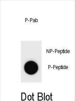 Invitrogen Phospho-Cyclin B3 (Ser277) Polyclonal Antibody 400 &mu;L; Unconjugated:Antibodies,