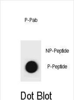 Invitrogen Phospho-Cyclin B3 (Ser284) Polyclonal Antibody 400 &mu;L; Unconjugated:Antibodies,