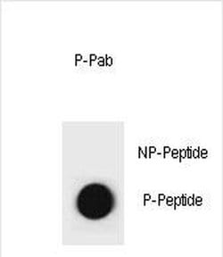 Phospho-Cyclin B3 (Ser284) Polyclonal Antibody, Invitrogen 400 &mu;L; Unconjugated:Antibodies,